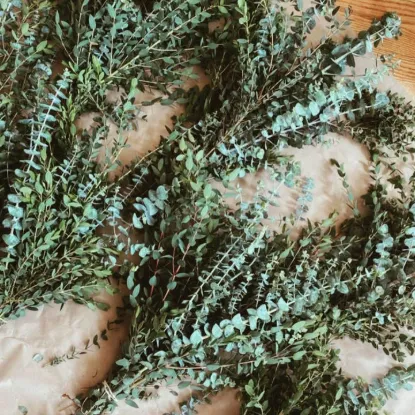 Picture of Fresh Eucalyptus Bundle/