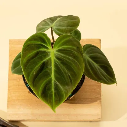 Picture of 4" Philodendron 'el Choco Red'