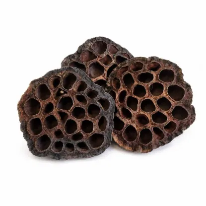 Picture of Natural Lotus Pods For Aquariums & Terrariums