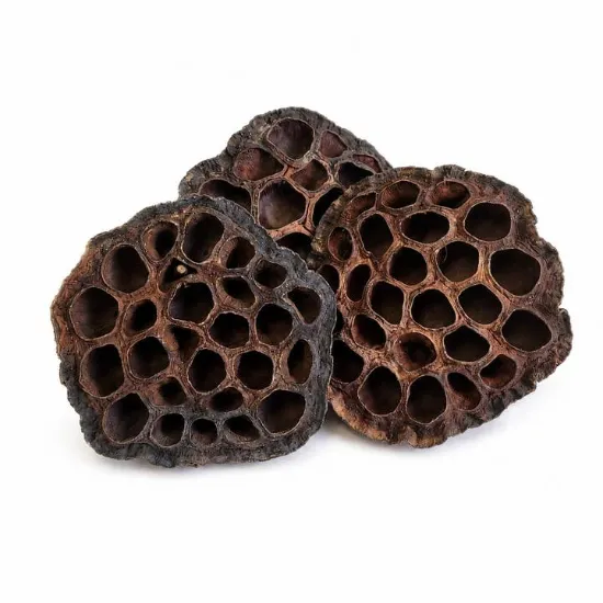Picture of Natural Lotus Pods For Aquariums & Terrariums
