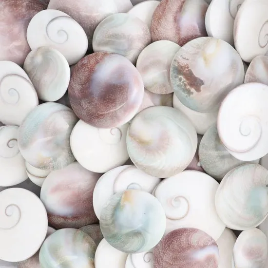 Picture of Shiva Shells Polished 1 Kg Set