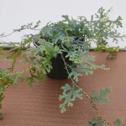 Picture of 4" Potted Selaginella Moss Assortment
