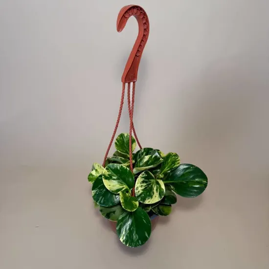 Picture of Peperomia Obtusifolia ‘Marble’ Live Plant Hb 6in