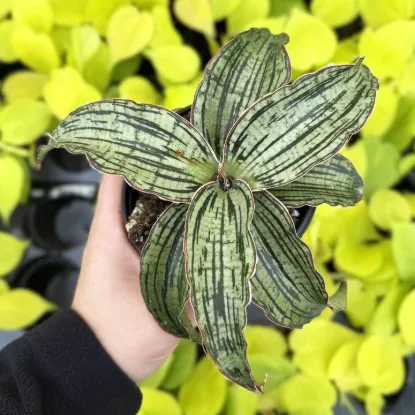 Picture of Cleopatra Snake Plant - 4" Live Plant - Rare