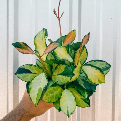 Picture of 4" Hoya 'australis Lisa'