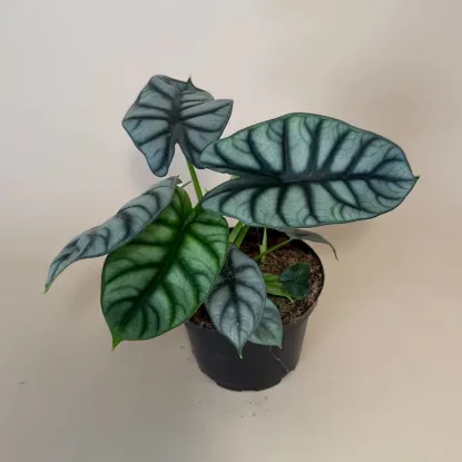 Picture of Alocasia Silver Dragon Live Plant 6in