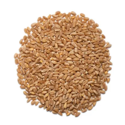 Picture of 25 Lbs Organic Hard White Winter Wheat Berries
