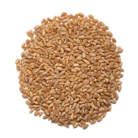 Picture of 25 Lbs Organic Hard White Winter Wheat Berries