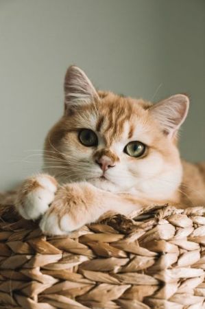 Picture for category Cats